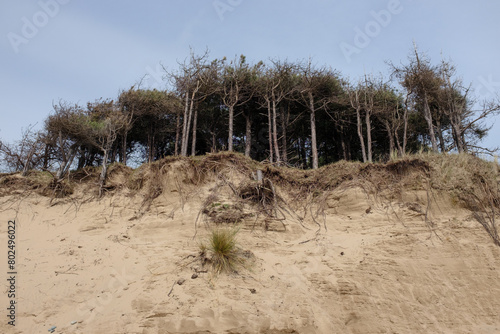 Eroding sand dunes at Newborough Warren, Anglesea, Wales photo