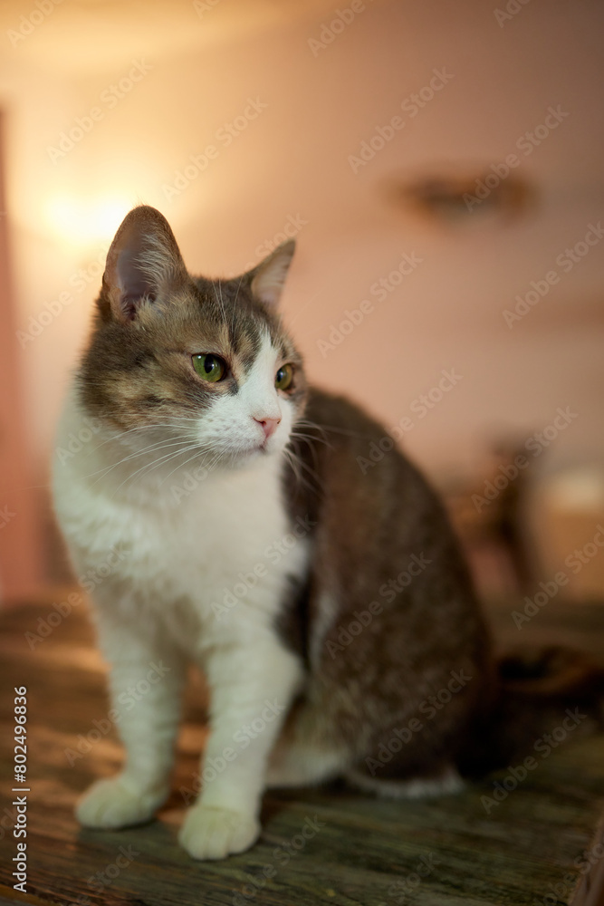 Felidae sitting on wooden chair on table, with fawn fur and whiskers