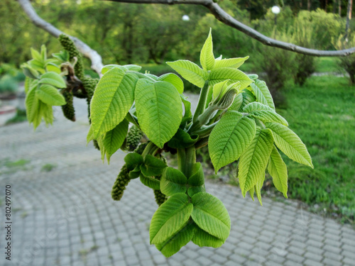 Manchurian walnut branch, Juglans mandshurica closeup in early spring. Blooming Manchurian nut tree part with fresh green leaves opening up in detail, sprout macro.