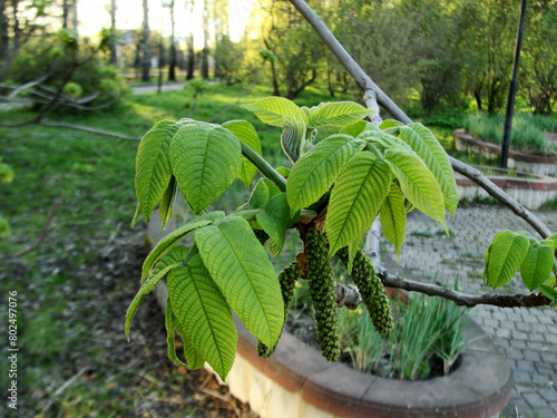 Manchurian walnut branch, Juglans mandshurica closeup in early spring. Blooming Manchurian nut tree part with fresh green leaves opening up in detail, sprout macro.