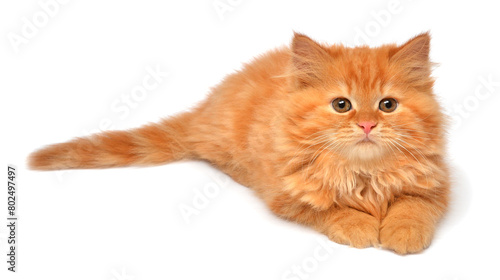 Beautiful red-haired kitten posing lying isolated on white background. Persian cat