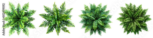 Japanese Painted Fern Plants Top View Hyperrealistic Highly Detailed Isolated On Transparent Background Png File