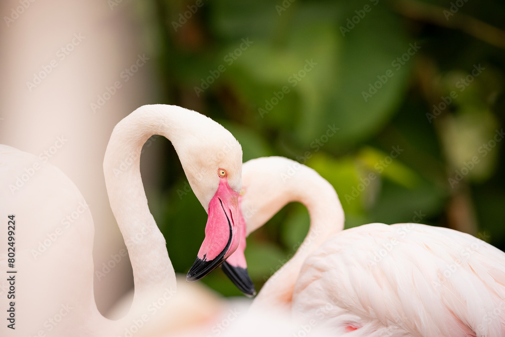 Naklejka premium American flamingo (Phoenicopterus ruber) or Caribbean flamingo. Big bird is relaxing enjoying the summertime. Nature green background