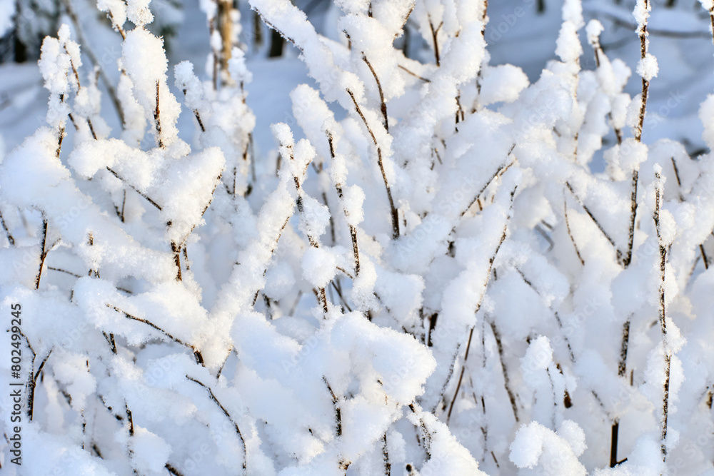 Winter graphically texture of snow covered bushes. Winter graphically texture of snow covered bushes.