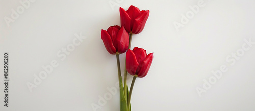 A solitary stem of scarlet tulips  arranged vertically to highlight their vibrant color against a backdrop of clean white  all captured in stunning 32k resolution.