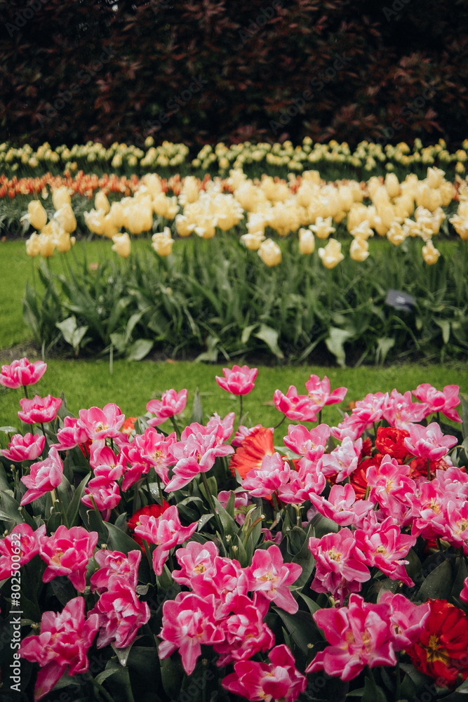 A field of tulips