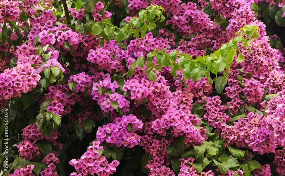 Albero Finto Di Bouganvillea Pensile, Rosa/Viola, 1,8 Metri