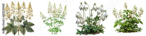 Dutchman's Breeches Plants  Hyperrealistic Highly Detailed Isolated On Transparent Background Png File photo