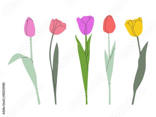 Tulip flower set isolated on white. Flower collection with pink, yellow, red and violet blooms. Simple flat design. Vector illustration.