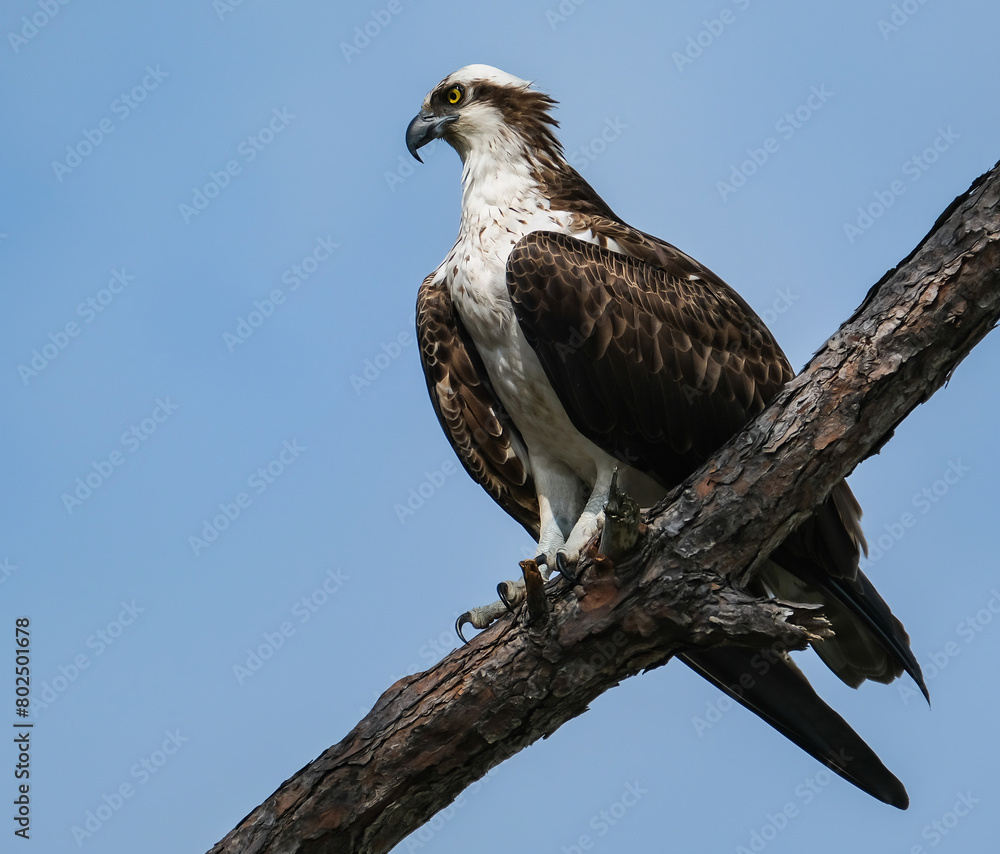 An Osprey perched on a branch, its brown and white feathers and strong, hooked beak match its sharp claws, all set against a backdrop of clear blue skies. An Osprey perched on a branch, its brown and white feathers and strong, hooked beak match its sharp claws, all set against a backdrop of clear blue skies.