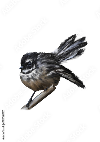 New Zealand Fantail bird oil painting with white background