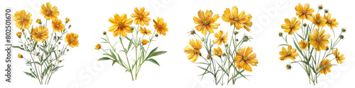 Coreopsis (Tickseed) Plants  Hyperrealistic Highly Detailed Isolated On Transparent Background Png File photo