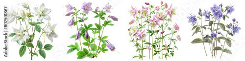 Columbine Plants Hyperrealistic Highly Detailed Isolated On Transparent Background Png File
