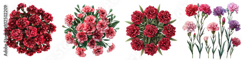 Carnations Plants Top View Hyperrealistic Highly Detailed Isolated On Transparent Background Png File