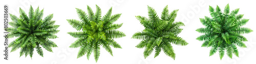 Boston Fern Plants Top View Hyperrealistic Highly Detailed Isolated On Transparent Background Png File