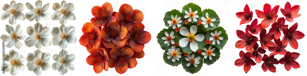 Bloodroot Plants Top View Hyperrealistic Highly Detailed Isolated On Transparent Background Png File