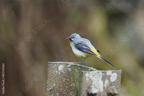 Grey Wagtail (Motacilla cinerea) at Hebden in Wharfedale, North Yorshire, England, UK photo