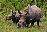 White rhinoceros (Ceratotherium simum) - mother with calf in Kruger National Park (South Africa)