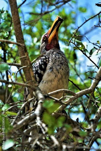Tockus rufirostris observed in Kruger National Park (South Africa) photo