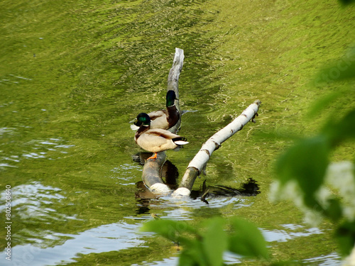 Two male mallard ducks sitting on a branch in the lake. With blurred bird cherry tree leaves in the foreground.