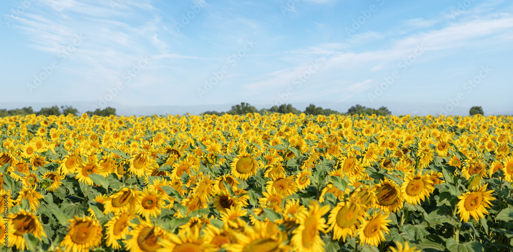 Obraz premium Beautiful sunflowers in the field with bright blue sky