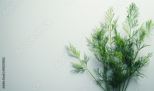 A bunch of organic dill  its feathery leaves delicate against a minimal white backdrop  perfect for highlighting its natural  airy texture  with space for text