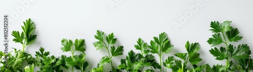 A fresh bunch of chervil, its fine, fern-like leaves arranged neatly on a white backdrop, showcasing its delicate structure and vibrant green color, with space for text photo
