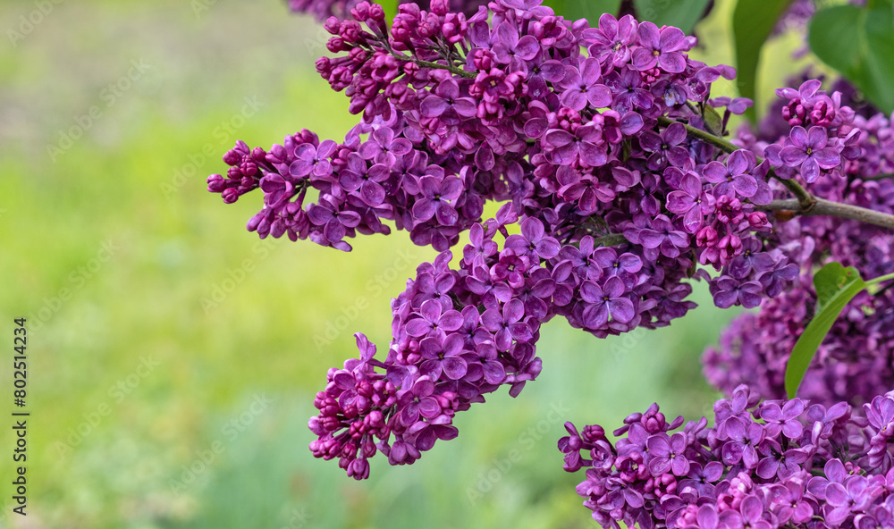 A purple flower with green leaves. Purple lilac on a branch A purple flower with green leaves. Purple lilac on a branch