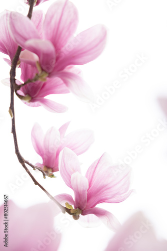 Close up of lovely magnolia bloom. Springtime blossom. Spring background