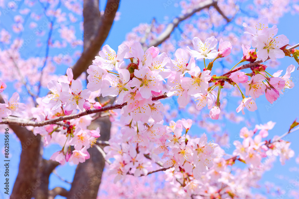 桜