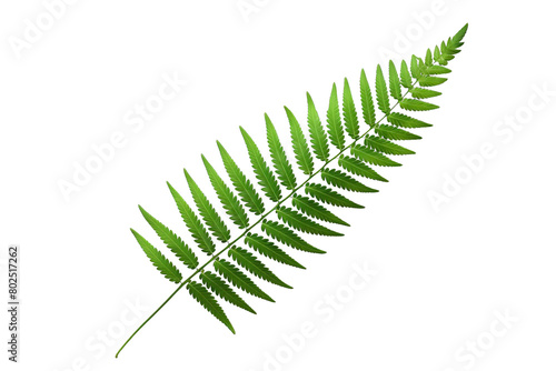 A leafy green fern with a long stem, white background, transparent background