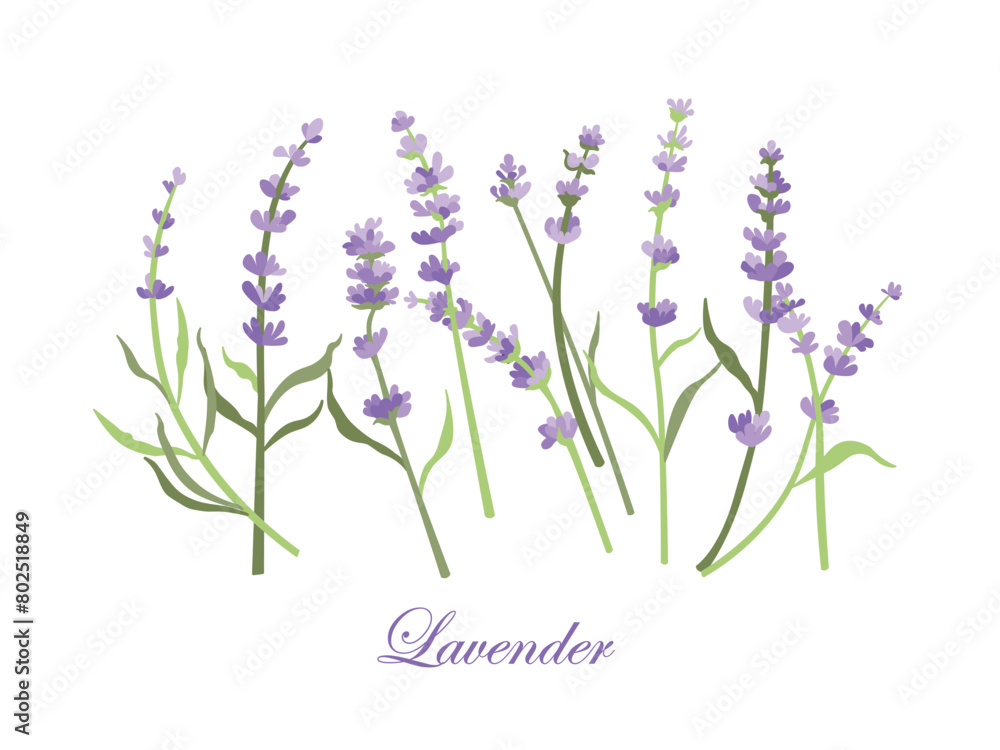 Fototapeta premium Lavender flowers set. Outlined Provence floral herbs with blooms. Vintage botanical drawing of French field Lavandula. Blossomed lavander. Hand-drawn vector illustrations isolated on white background
