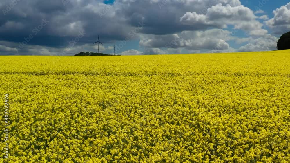 Aerial drone view of yellow rapeseed fields in German countryside. High quality 4k footage Aerial drone view of yellow rapeseed fields in German countryside. High quality 4k footage