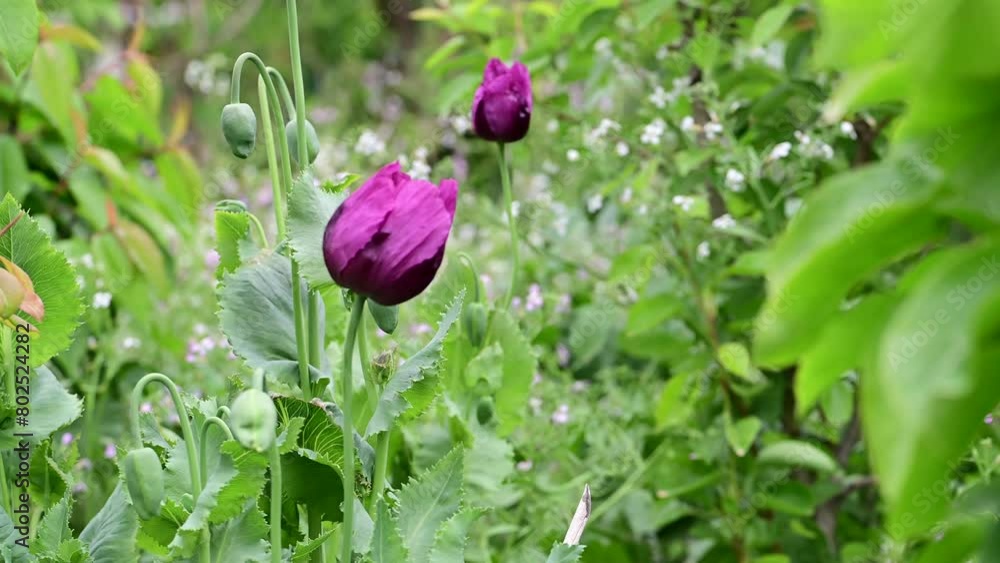 Opium poppy flower, in latin papaver somniferum, purple colored flowering poppy is grown in Turkiye Opium poppy flower, in latin papaver somniferum, purple colored flowering poppy is grown in Turkiye