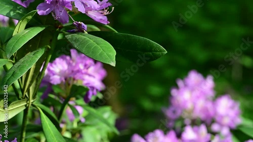  Rhododendron ponticum, called common rhododendron or pontic rhododendron, is a species of Rhododendron native  plant in Turkiye. photo