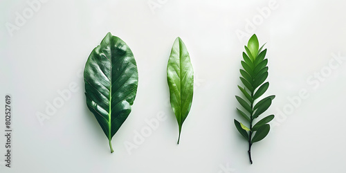 Três folhas verdes de tamanhos diferentes em um fundo branco photo