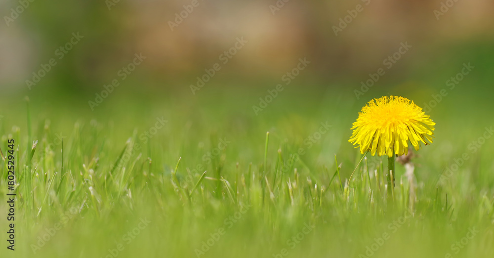 Milkweed flower against a background of green grass Milkweed flower against a background of green grass