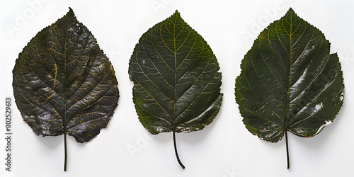 Três folhas verdes de tamanhos diferentes em um fundo branco
