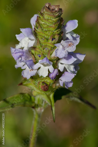 A close-up of the two-lipped tubular lavender and white flowers of Heal all, Prunella vulgaris, an edible wildflower with medicinal properties native or naturalized in North America and worldwide. photo