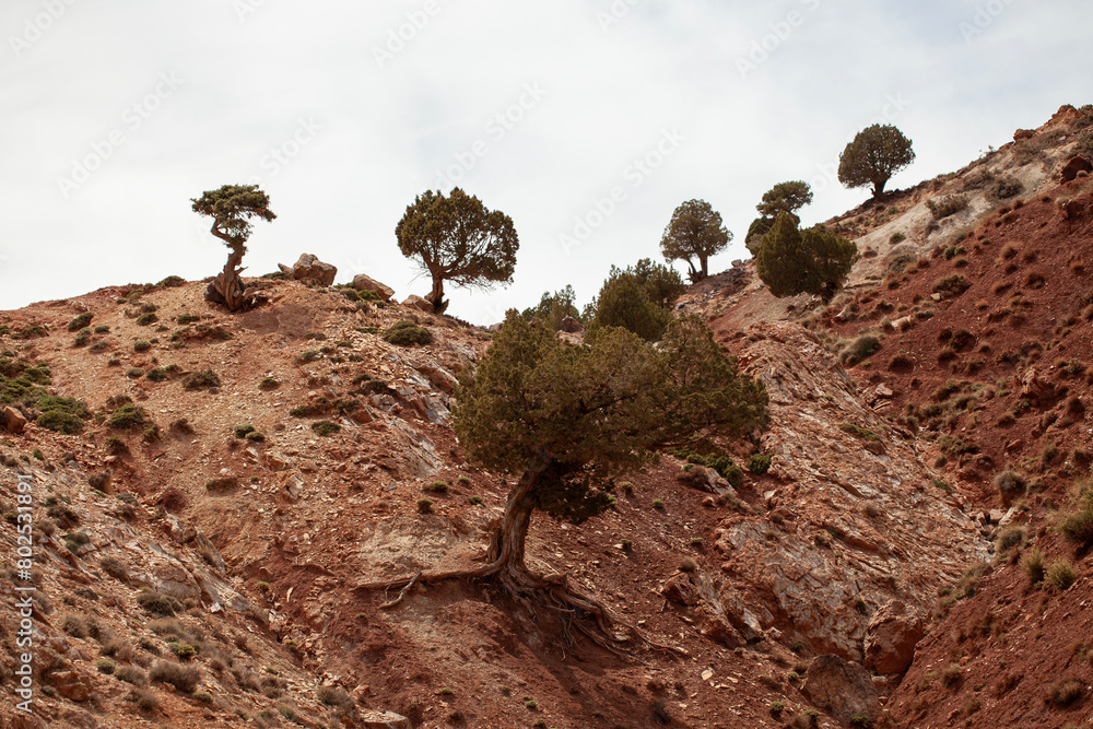 Sabina Albar trees in Aït Bouguemez Valley, South Morocco