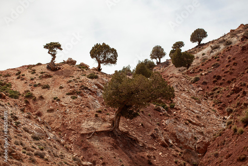 Obraz na płótnie Sabina Albar trees in Aït Bouguemez Valley, South Morocco w salonie
