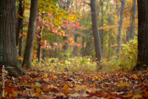 A peaceful forest glade adorned with vibrant autumn leaves.