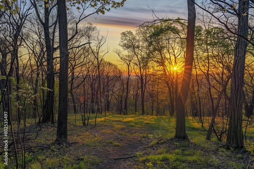 A panoramic view of a sunrise casting a warm glow over a tranquil forest.