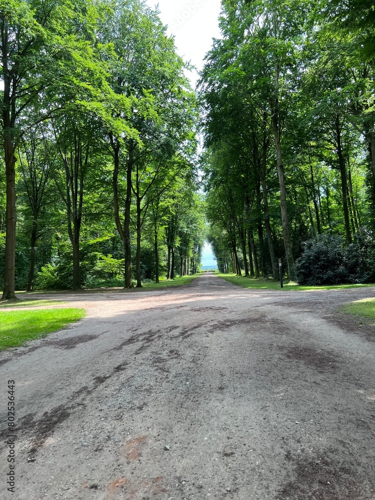 road in the park road in the park