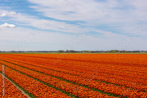 Row or line of orange tulips flowers with green leaves on the field in countryside farm  Tulips are plants of the genus Tulipa  Spring-blooming perennial herbaceous bulbiferous geophytes  Netherlands.