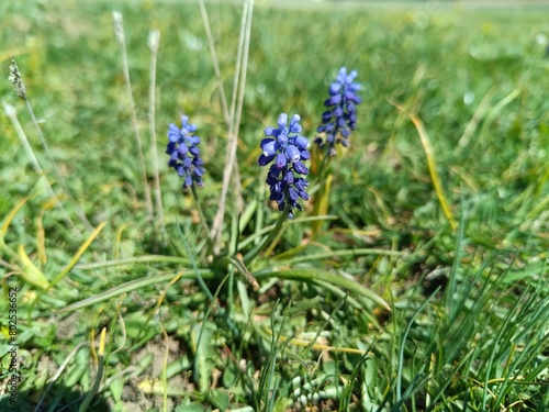 blue flowers in the garden