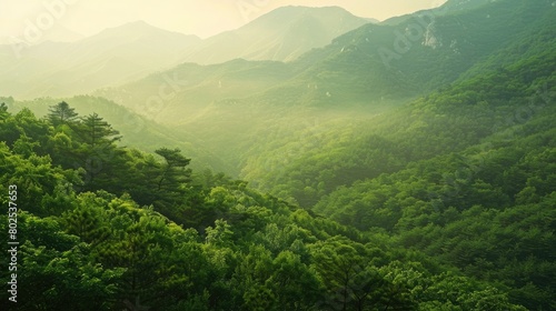 Summer mountain forest in south korea photo