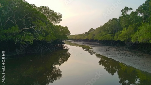 Sundarbans mangrove forest river trees sky view