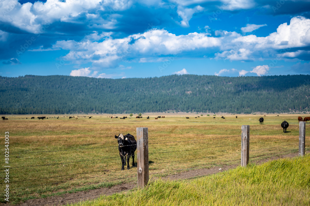 Cattle free grazing in open flats outside of Fort Klamath , Oregon