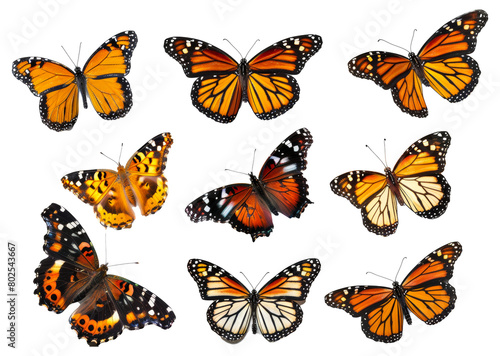 Assortment of colorful butterflies isolated on transparent background © David